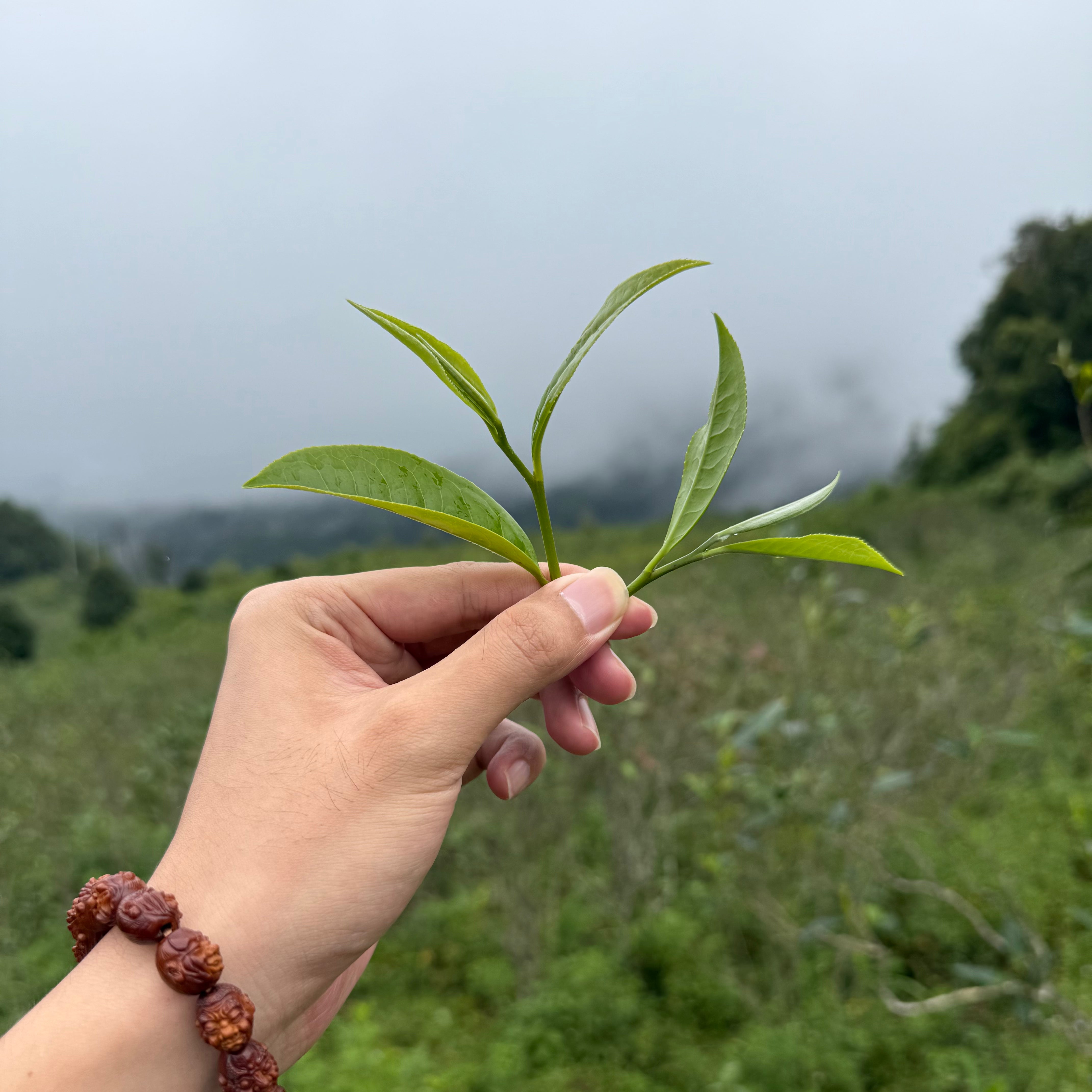 Only Loose Leaf Tea is real tea.