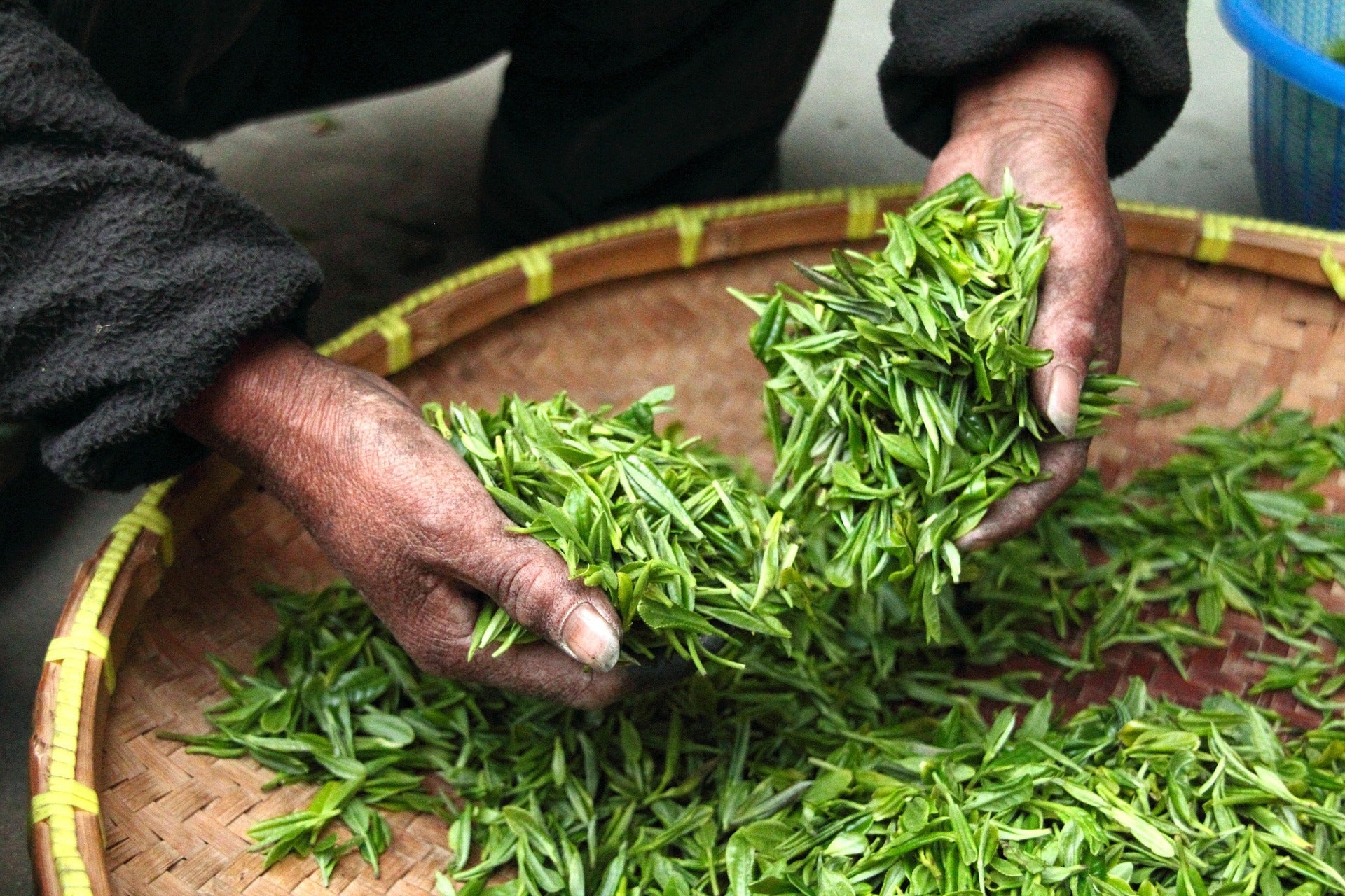 Tea Planting and Picking Journey