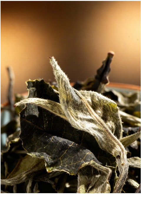 Moonlight White (Ancient Tree) White Tea