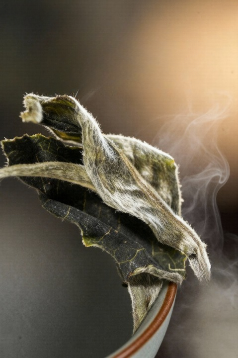 Moonlight White (Ancient Tree) White Tea